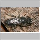 Stelis breviuscula - Duesterbiene m01 6mm.jpg